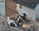 Capi_Dubne_20250713_192502.jpg