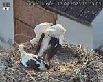 Capi_Dubne_20250713_193503.jpg