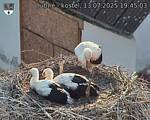 Capi_Dubne_20250713_194503.jpg