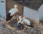 Capi_Dubne_20250713_200002.jpg