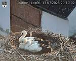 Capi_Dubne_20250713_201002.jpg