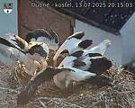 Capi_Dubne_20250713_201503.jpg