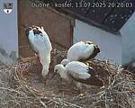 Capi_Dubne_20250713_202003.jpg