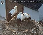 Capi_Dubne_20250713_202503.jpg