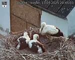 Capi_Dubne_20250713_204503.jpg