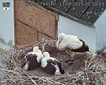 Capi_Dubne_20250713_205003.jpg