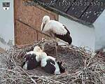 Capi_Dubne_20250713_205503.jpg