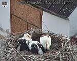Capi_Dubne_20250713_210003.jpg