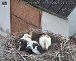 Capi_Dubne_20250713_211002.jpg
