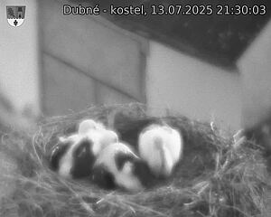 Capi_Dubne_20250713_213003.jpg (1350 x 1080)