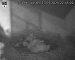 Capi_Dubne_20250713_224502.jpg