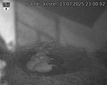 Capi_Dubne_20250713_230002.jpg