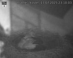Capi_Dubne_20250713_231003.jpg
