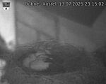 Capi_Dubne_20250713_231502.jpg