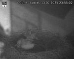 Capi_Dubne_20250713_235502.jpg