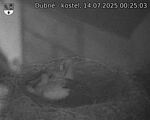 Capi_Dubne_20250714_002503.jpg