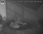Capi_Dubne_20250714_004002.jpg