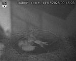 Capi_Dubne_20250714_004503.jpg