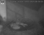 Capi_Dubne_20250714_005003.jpg