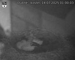 Capi_Dubne_20250714_010003.jpg