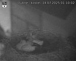 Capi_Dubne_20250714_011002.jpg