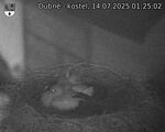 Capi_Dubne_20250714_012502.jpg