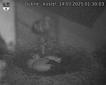 Capi_Dubne_20250714_013003.jpg