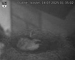 Capi_Dubne_20250714_013502.jpg