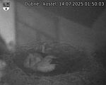 Capi_Dubne_20250714_015003.jpg