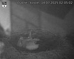 Capi_Dubne_20250714_020502.jpg