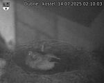 Capi_Dubne_20250714_021003.jpg