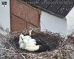 Capi_Dubne_20250714_050003.jpg