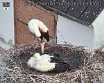 Capi_Dubne_20250714_050502.jpg