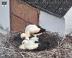 Capi_Dubne_20250714_051003.jpg
