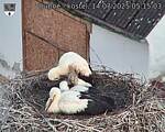 Capi_Dubne_20250714_051503.jpg