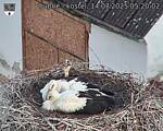 Capi_Dubne_20250714_052002.jpg