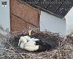 Capi_Dubne_20250714_052503.jpg