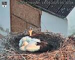 Capi_Dubne_20250714_053004.jpg