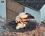 Capi_Dubne_20250714_053503.jpg