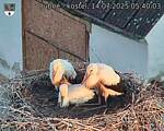 Capi_Dubne_20250714_054003.jpg