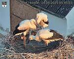 Capi_Dubne_20250714_054503.jpg