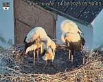 Capi_Dubne_20250714_055003.jpg