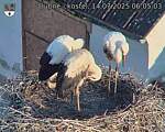Capi_Dubne_20250714_060503.jpg
