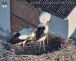 Capi_Dubne_20250714_061503.jpg