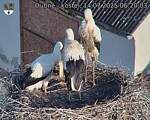 Capi_Dubne_20250714_062003.jpg
