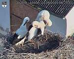 Capi_Dubne_20250714_062503.jpg