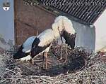 Capi_Dubne_20250714_063502.jpg