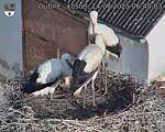 Capi_Dubne_20250714_064003.jpg