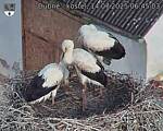 Capi_Dubne_20250714_064503.jpg