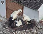 Capi_Dubne_20250714_065003.jpg